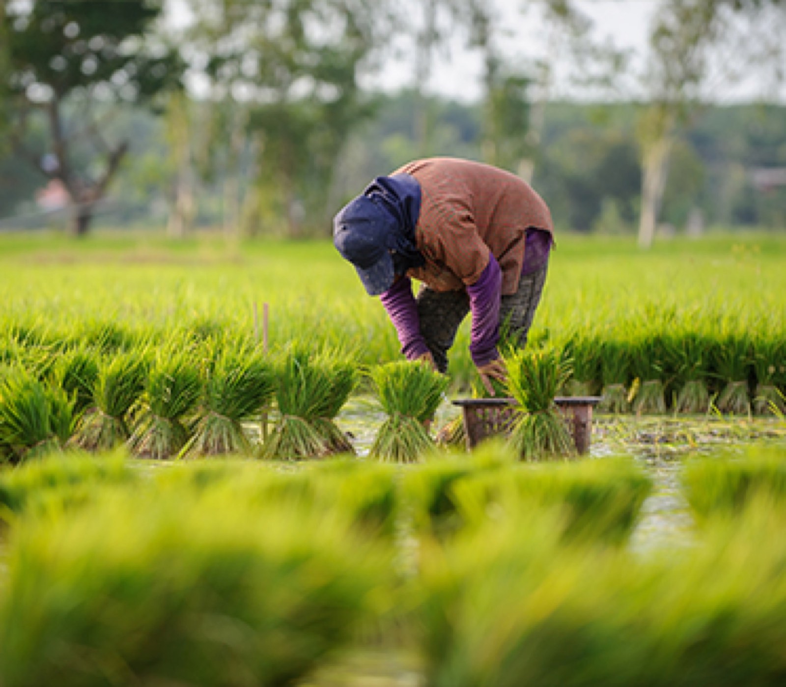 Farmer transplanting paddy seedlings