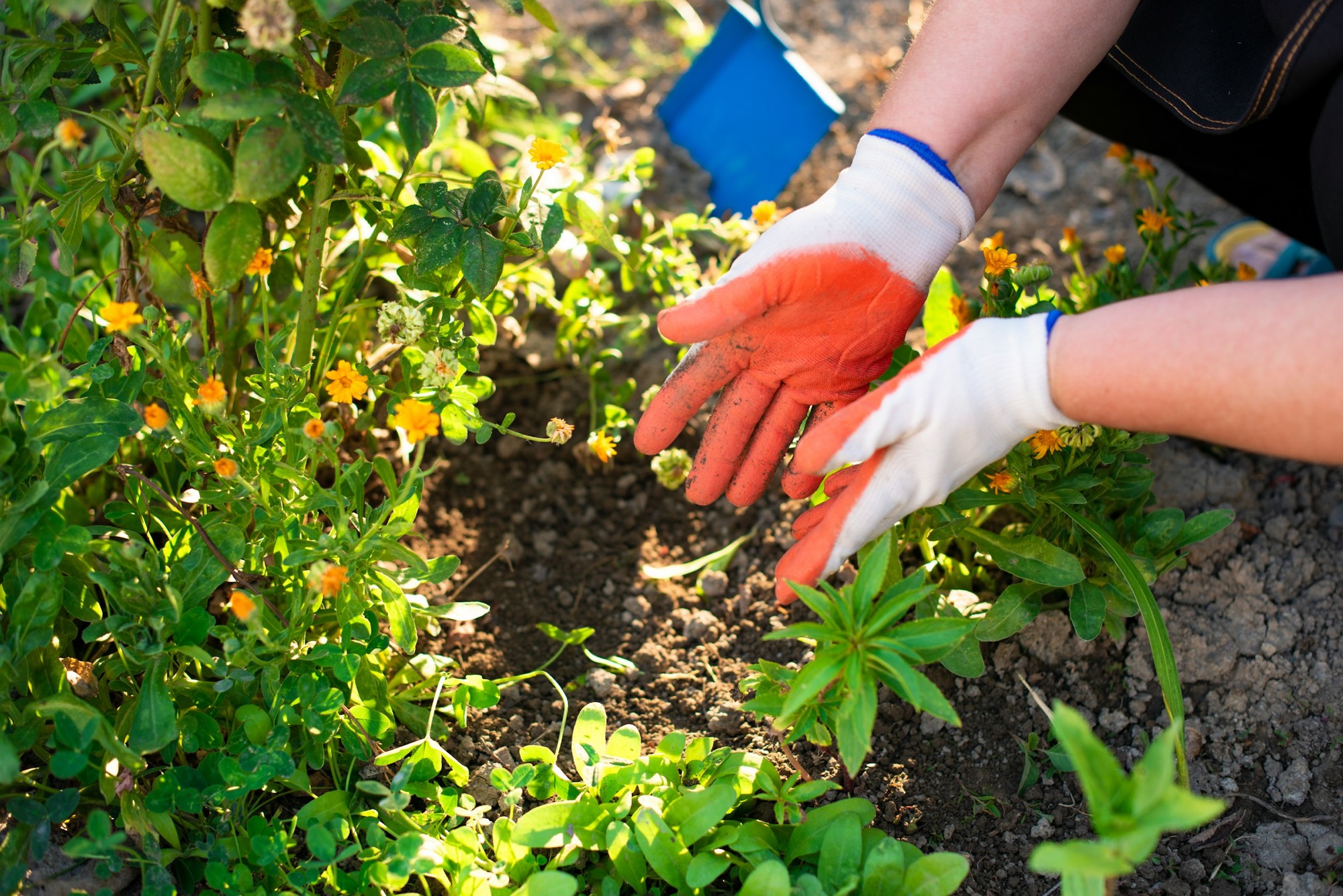 Gloved hands working soil around young plants