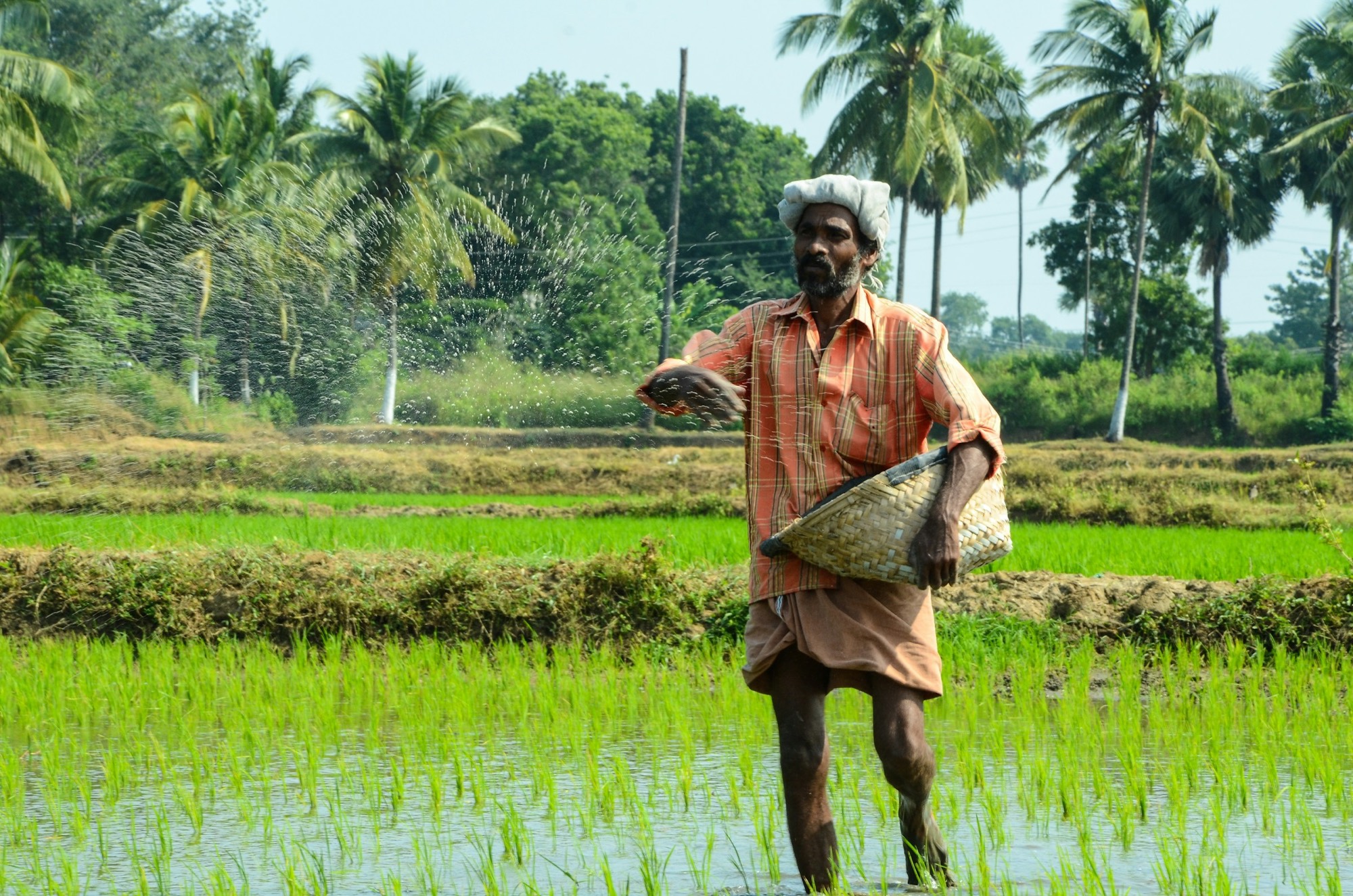 Farmer broadcasting fertilizer by hand in a paddy field